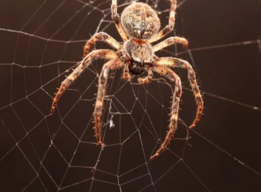Як позбутися павуків у будинку назавжди: поради фото