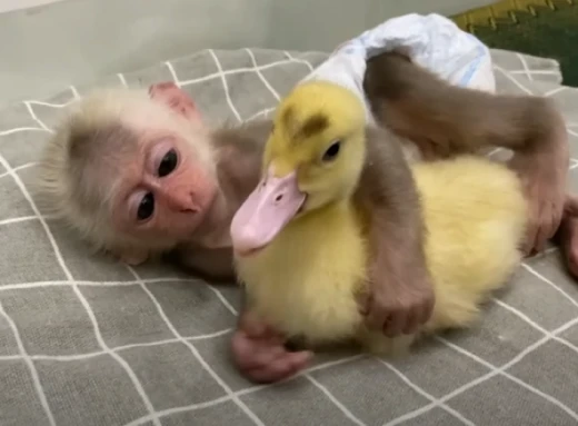 Як мавпочка вкладає спати свого друга (Кумедне відео)  фото