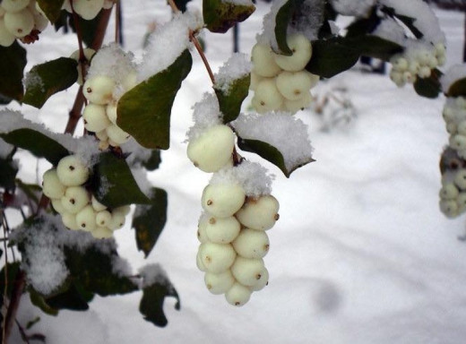 Сніжноягідник білий: на Чернігівщині можна побачити кущ із «зимовими» ягодами фото