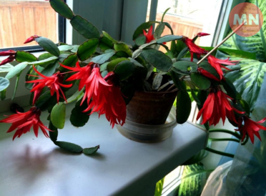 Навіщо заводити різдвяник у домі: символ свята, затишку та емоційної підтримки фото