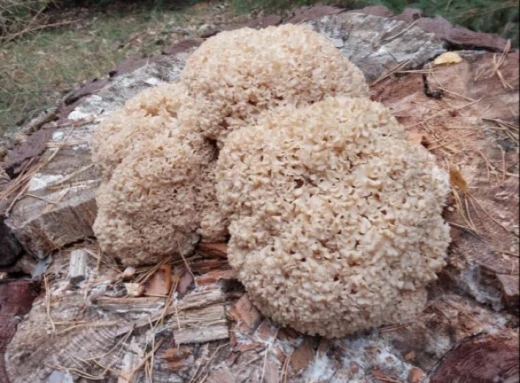 Екологи знайшли дуже цікавий їстівний гриб-баран на Чернігівщині (Фото) фото
