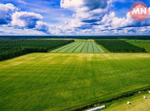 Ціни на землю в Україні зменшилися: скільки тепер коштує гектар фото