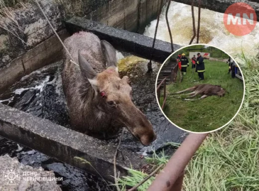 Лось втрапив у водну споруду: як ДСНС-ники рятували тварину фото