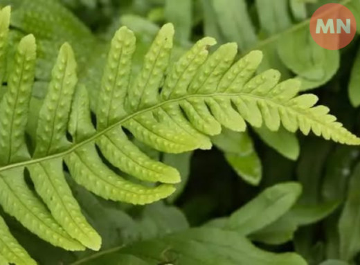 На Чернігівщині росте "солодка" папороть, занесена до переліку рідкісних рослин фото На Чернігівщині росте "солодка" папороть, занесена до переліку рідкісних рослин фото