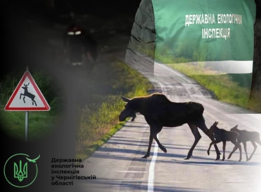 На Чернігівщині автомобіль збив червонокнижного лося — що відомо фото