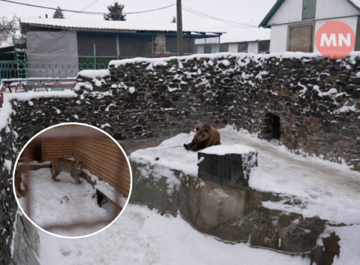 Ведмідь не спить, рись грається в снігу: як зимують тварини у Менському зоопарку - Відео фото