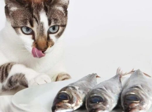 Чи можна готувати кота рибою: думки розділилися фото