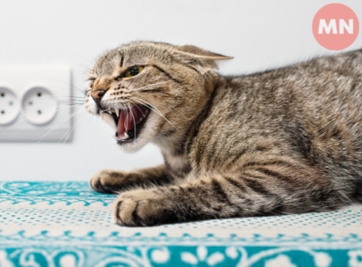 У Чернігівській області фіксують зниження захворюваності на сказ фото