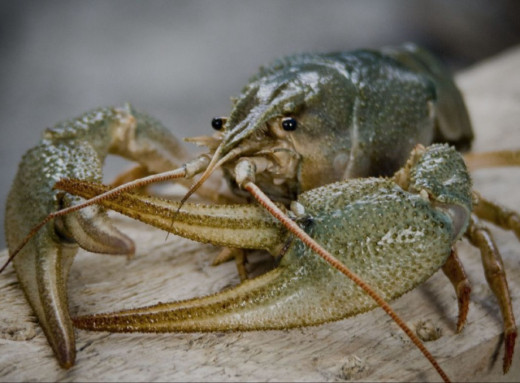 На Чернігівщині з 1 грудня забороняють лов раків: порушникам загрожуют