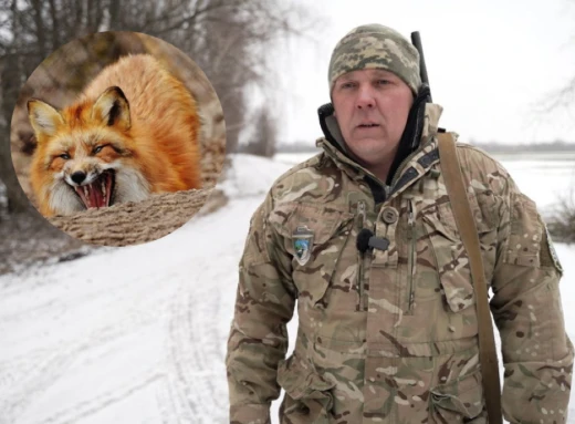На Чернігівщині почали відстріл лисиць: подробиці фото
