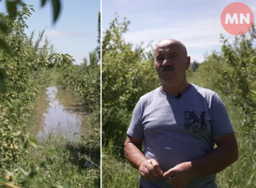 Заморозки знищили 90% врожаю яблук, а зливи — полуницю: фермер з Чернігівщини про наболіле фото