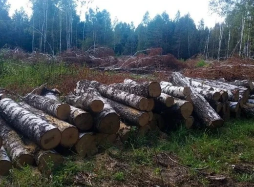 На Чернігівщині горе-лісоруби завдали збитків понад 1,2 мільйона гривень фото