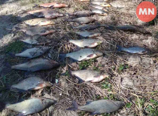 Браконьєр з Чернігівщини сплатить понад 60 тисяч гривень за 37 кг риби фото