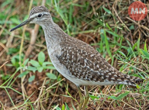 На Чернігівщині помітили рідкісного пернатого мігранта — “фіфі” фото