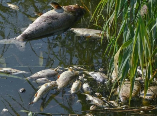 У Макошиному на Десні зібрали за два дні понад 700 кг мертвої риби фото