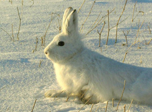 На півночі Чернігівщини знову фіксують зайця-біляка — червонокнижний вид повертається фото