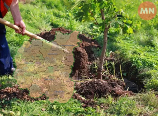 Понад 13 млн: на півночі України лісівники висаджували дерева фото