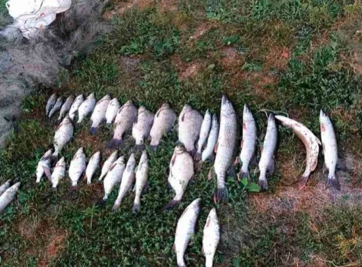 "Дорогий" улов: на Чернігівщині рибалка наловив риби забороненим знаряддям на понад 70 тисяч гривень фото