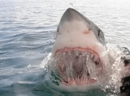 В Австралії акула вбила підлітка фото