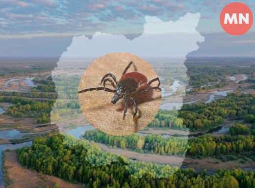 Екологи застерігають: на Чернігівщині збільшився діапазон кліщів, які спричиняють хворобу Лайма фото