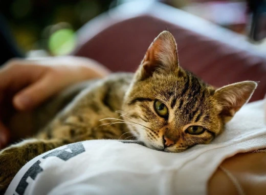 Унікальні лікувальні здібності котів: подробиці фото