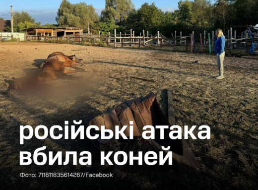 На Київщині під час обстрілу загинули 7 коней у кінному клубі фото На Київщині під час обстрілу загинули 7 коней у кінному клубі фото