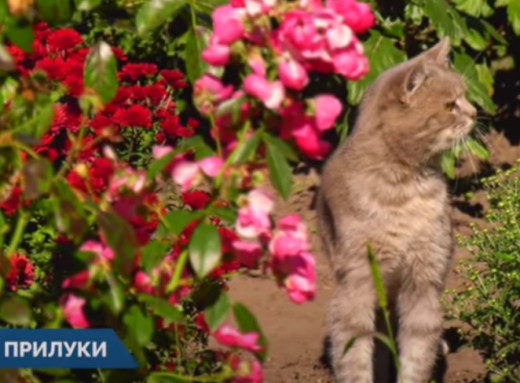 Аромат осені: сезон квітування на Прилуцькій дослідній станції - Відео фото