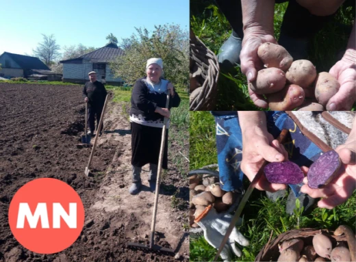 «Солоха», «Нецвітуха», «Лимонка»: господині розповідають, які сорти картоплі садять на Чернігівщині  - Фото фото