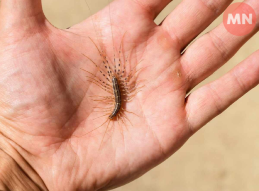 Домашня сороканіжка — малоприємний вигляд, але корисний «мисливець»: що варто знати про рідкісний для Чернігівщини вид фото