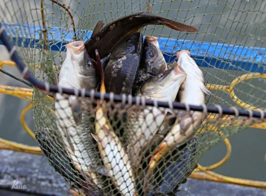 Ніжинець наловив сітками 30 кілограмів риби на понад 100 тисяч гривень штрафу фото