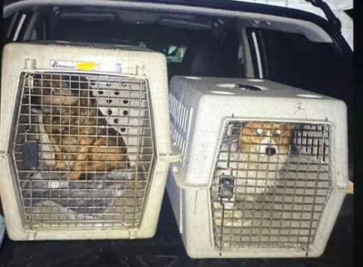 На Львівщині поліція відкрила справу через жорстоке поводження з собаками фото