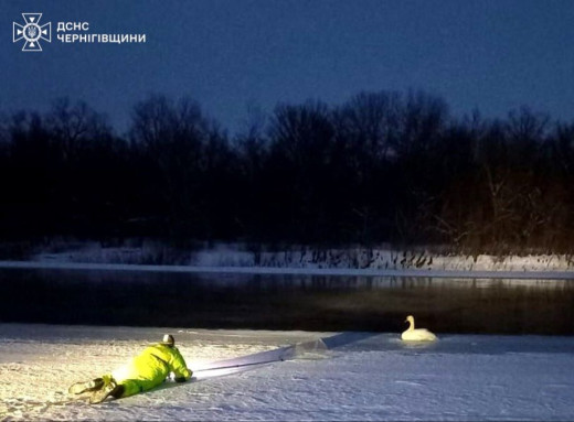 Лебідь у крижаній пастці: у Чернігові рятувальники допомогли птаху на Десні фото