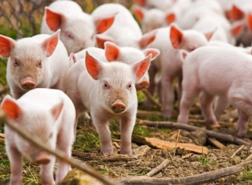 На Ніжинщині вдруге за кілька місяців зафіксовано спалах африканської чуми свиней фото