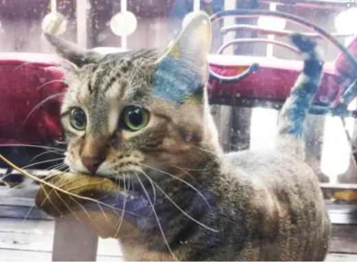 Вуличний кіт обмінює у магазині листок на рибку фото