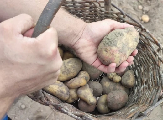 Чернігівщина та Ніжин: господарі розповідають про урожай картоплі 2023 (Фото)  фото
