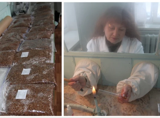 Мікробіологи Чернігівщини рятують бліндажі від навали мишей фото