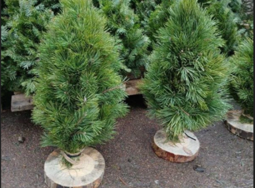 На різдвяних ярмарках Чернігівщини реалізували понад 7 тисяч святкових дерев фото