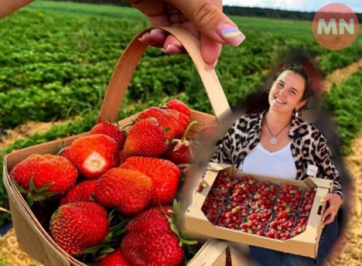 Полуничний сезон у розпалі: на одній з ферм Чернігівщини ягоди дозріли раніше, ніж очікували фото