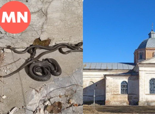 Під церквою на Чернігівщині оселилися змії фото