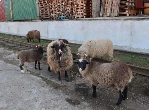 У Чернігові можна побачити отару овець з баранами фото