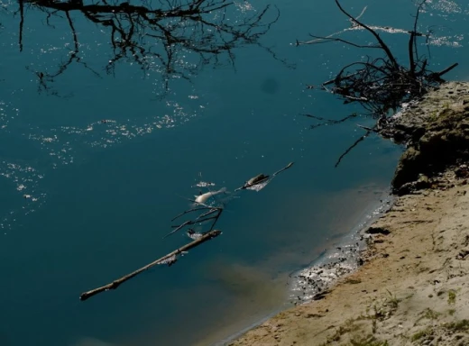 Вода чорного кольору та замор риби: забруднення Десни на Чернігівщині фото