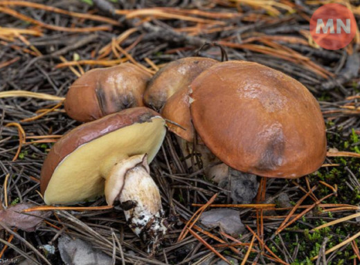 Пізній грибний сезон: які гриби ще ростуть у листопаді фото