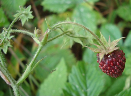 Не така вже й звичайна: на Чернігівщині росте рідкісна суниця фото