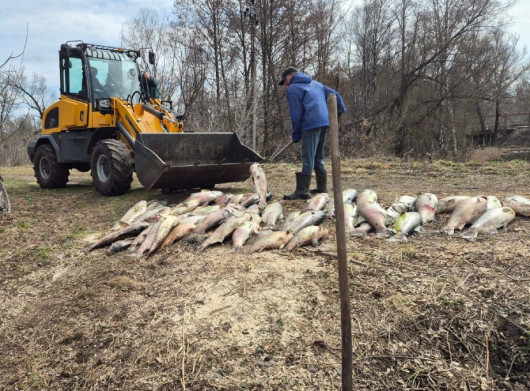 На Чернігівщині зафіксували масову загибель риби: фахівці відбирають проби води
