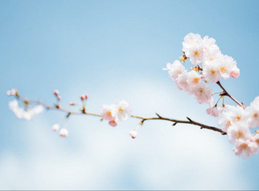 Весняний гід Ніжином: обираємо подарунки та корисну техніку до сезону