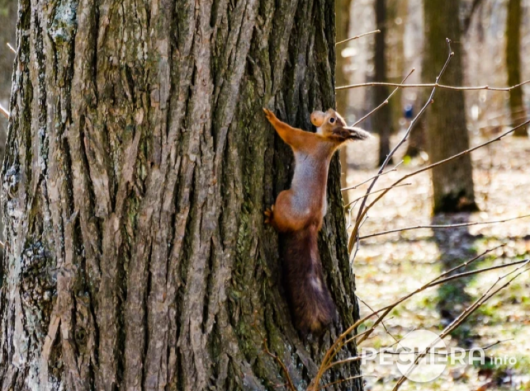 Сонце, лід і нове життя після морозної зими: березневий Чернігів -  Фотопідбірка