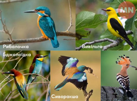 На Чернігівщині можна зустріти рідкісних та яскравих перелітних птахів