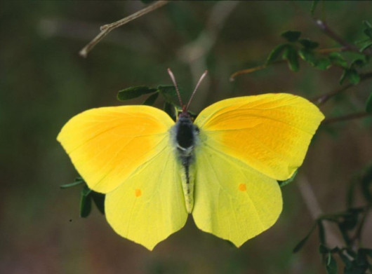 На Чернігівщині взимку можна побачити метеликів: хто така лимонниця звичайна