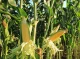 Майже 40% врожаю кукурудзи на Чернігівщині лишається в полях