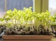 Саджанці та насіння: поради щодо вирощування